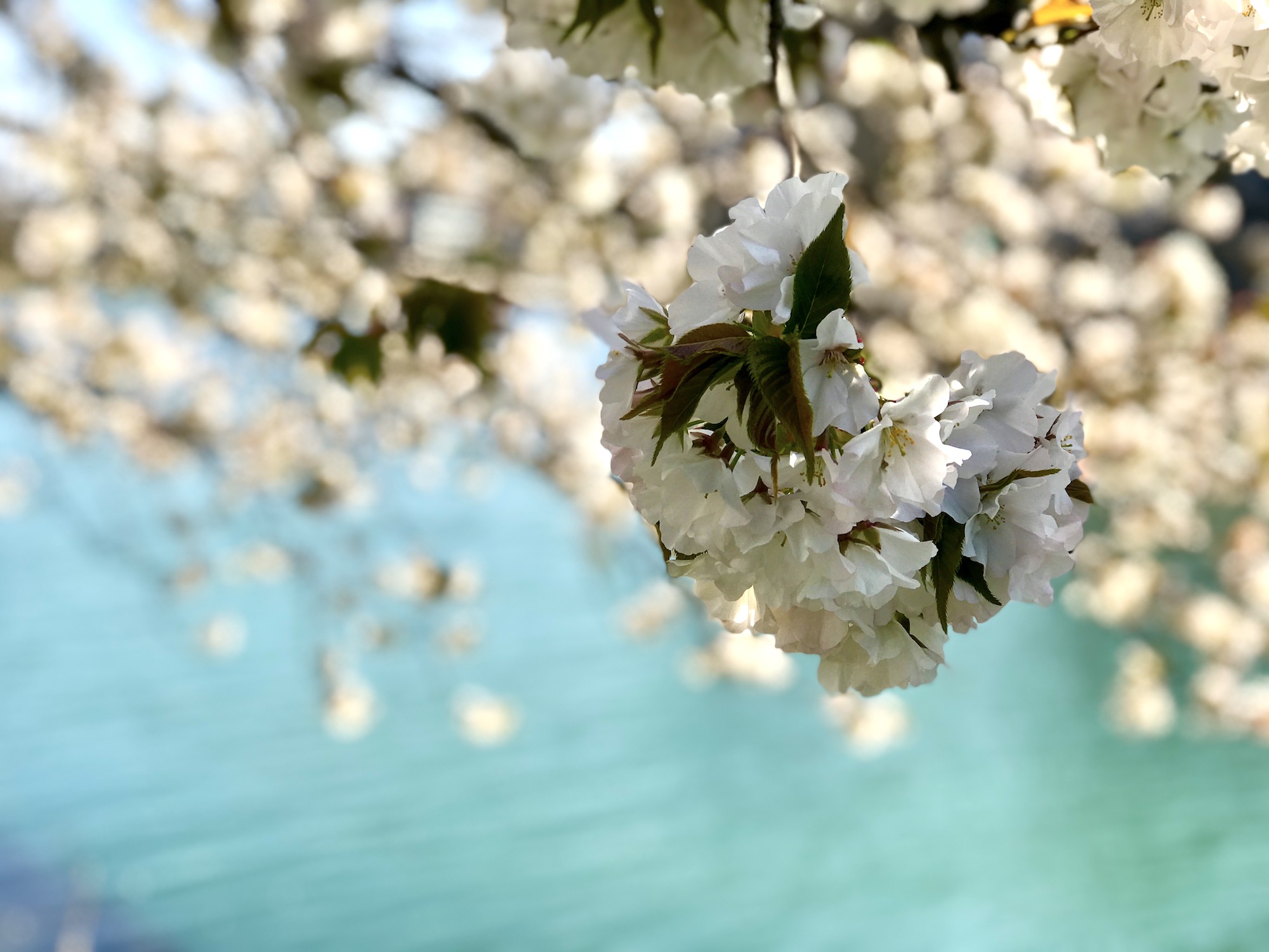 [Cinema 4D] カメラに被写界深度を追加して、写真のようなシーンをレンダリングしよう！